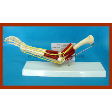 Hot Sale Elbow Joint with Functional Muscles Model